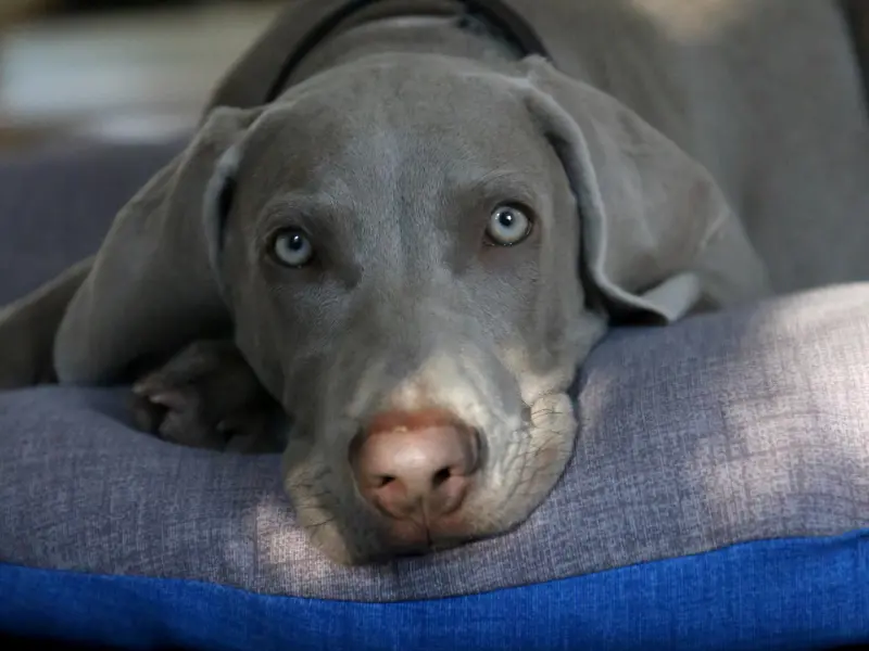 Can Meloxicam Kill A Dog